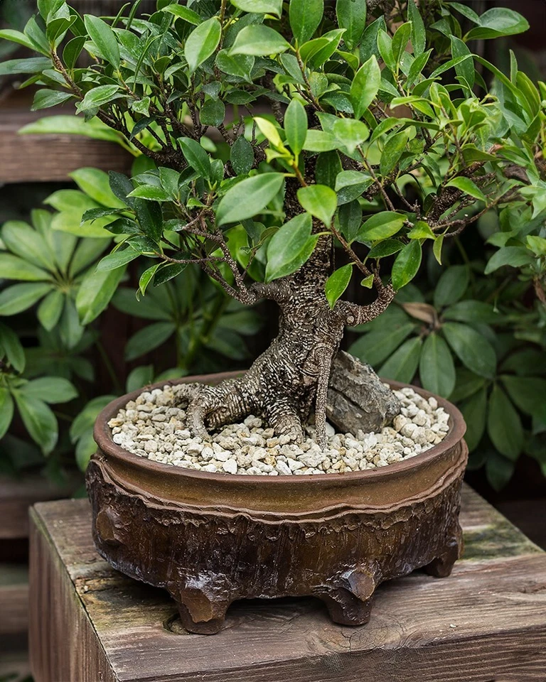 7 galones 3/8" hortícola piedra pómez roca enmienda suelo suculentas cactus bonsái Foto 4 de 4