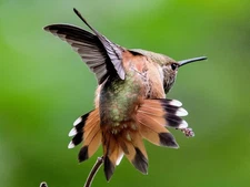 Digital Image Picture Photo Wallpaper Background Art Hummingbird 1