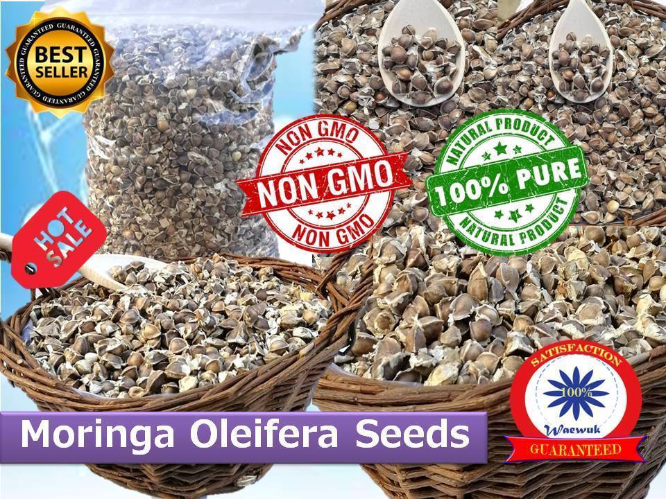 210 semillas de Moringa oleifera no transgénicas beneficios para la salud refuerzo de inmunidad de calidad
