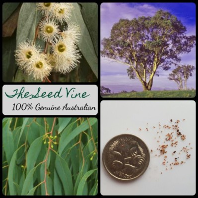 50+ YELLOW BOX EUCALYPTUS TREE SEEDS (Eucalyptus melliodora) Honey | eBay