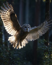 Owl Nature Bird Wall Art Print 8x10 Wildlife Decor - 260330143