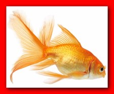 Goldfish Gold Fish : 10"x8" Professional Photo