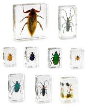 Real Office Insect Paperweight Beetles Bugs Rose Chafers Specimens - Taxidermy 