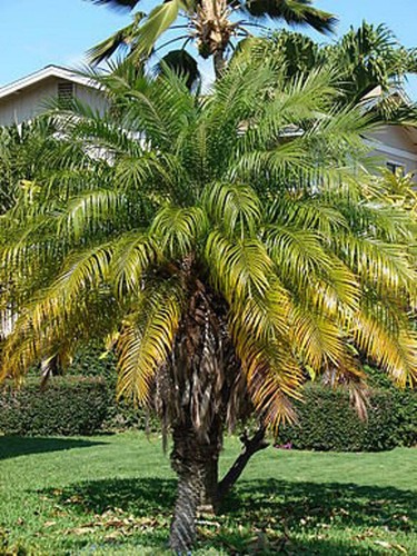 4 Mekong Date Palm Seeds, Dwarf Date Palm, Phoenix Roebelenii - Picture 2 of 2