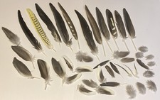 42x Parrot Bird Feathers Arts Crafts Grey / White Naturally Moulted