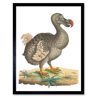Bird Dodo Vintage Illustration 12X16 Inch Framed Art Print