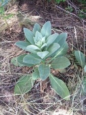 1 Ounce Of Dried  Sifted Mullein Leaf From East Arizona