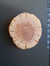 Zwetschge Zwetschke Holz Scheibe Sockel Edelsteine Mineralien o 93mm,dicke 16mm