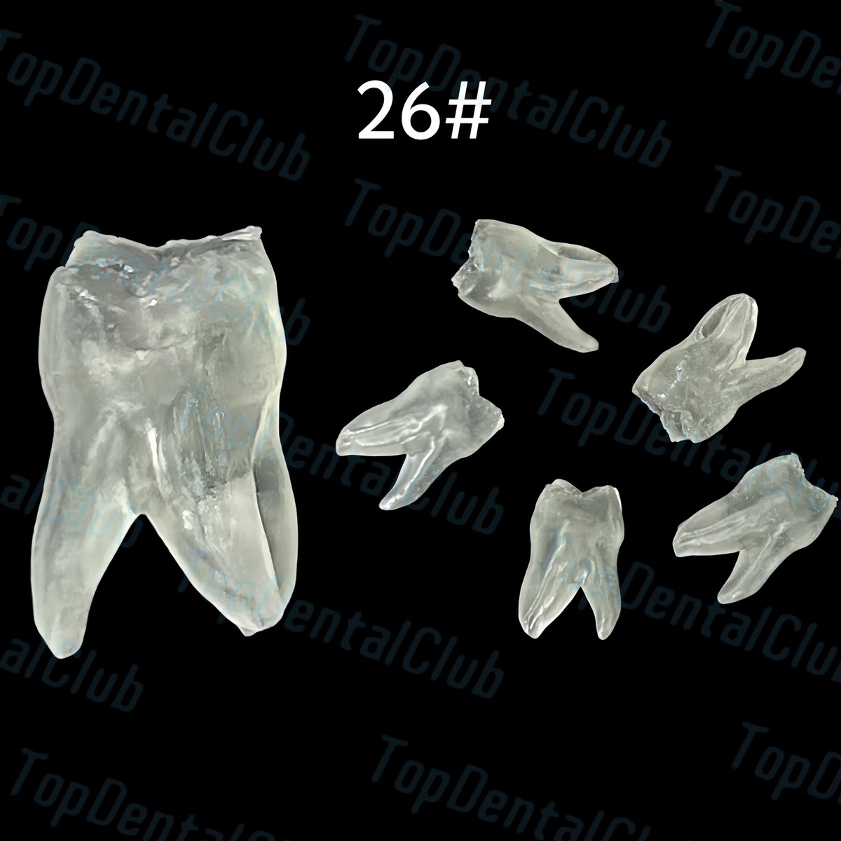 Modello Dentale Per Studio Polpa E Canale Radicolare - Typodont M8007-7 - 7 Misze Lime Endo