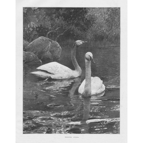 WHOOPER SWANS - Antique Print 1900
