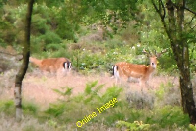 Foto 6x4 Damwild (Dama dama) Bednall Kopf c2014