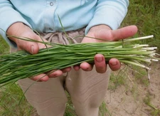 - Seeds Vegetable Wild Chives Onion Green - 300 Seeds