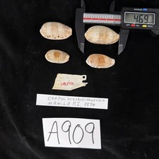 Erronea caurica Shells Lot Of 4 Carfel Shell Museum 1974 (A909)