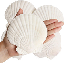 8 PCS Clam Shells for Crafts,4''-5'' Natural Scallop Shells,Large Seashells f