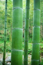Green Bamboo poles 3-1 1/2 inches round× 60 Inch length fresh cut  And Cured