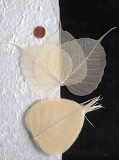 25 Natural leaf Po Bo Banyan Skeleton Leaves Cards Candles crafts soaps Medium