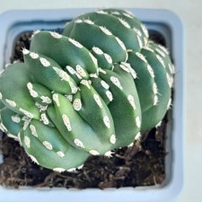 Marginatocereus Marginatus Cristate Cactus Vivante Racinee