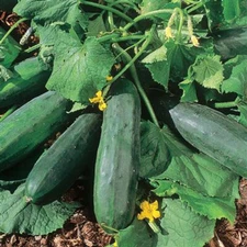 Bush Crop Cucumber - 20 Seeds