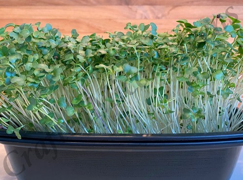 Broccoli Seeds untreated Non-GMO 250+, 500+, 1000+, 3000+ Seeds - Picture 9 of 20