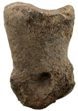 Pleistozän  Equus caballus germanicus  Fußknochen eines Pferdes  Bensheim  W72-2