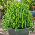 ? 50+ OREGON SUGAR POD PEA SEEDS | HEIRLOOM NON-GMO SWEET SNOW FREE SHIPPING