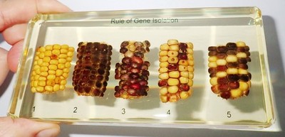 DNA Pattern of Corn Set Rule of Gene Isolation in Amber Clear Resin Block T718A