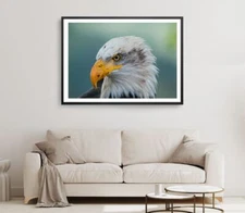 Eagal Face Print, Eagal Bird Wall Art, Bird Face Framed Bird Wall Art, Animal