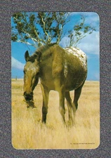 Vintage Swap Playing Card Valentines Publishing co Horse 1970's Swap Cards #a13