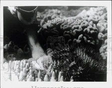 1969 Press Photo Corals & sea urchin underwater - pia10783