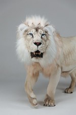 IN STOCK Faux Taxidermy White Lion Standing mount Life size Stuffed Mammal