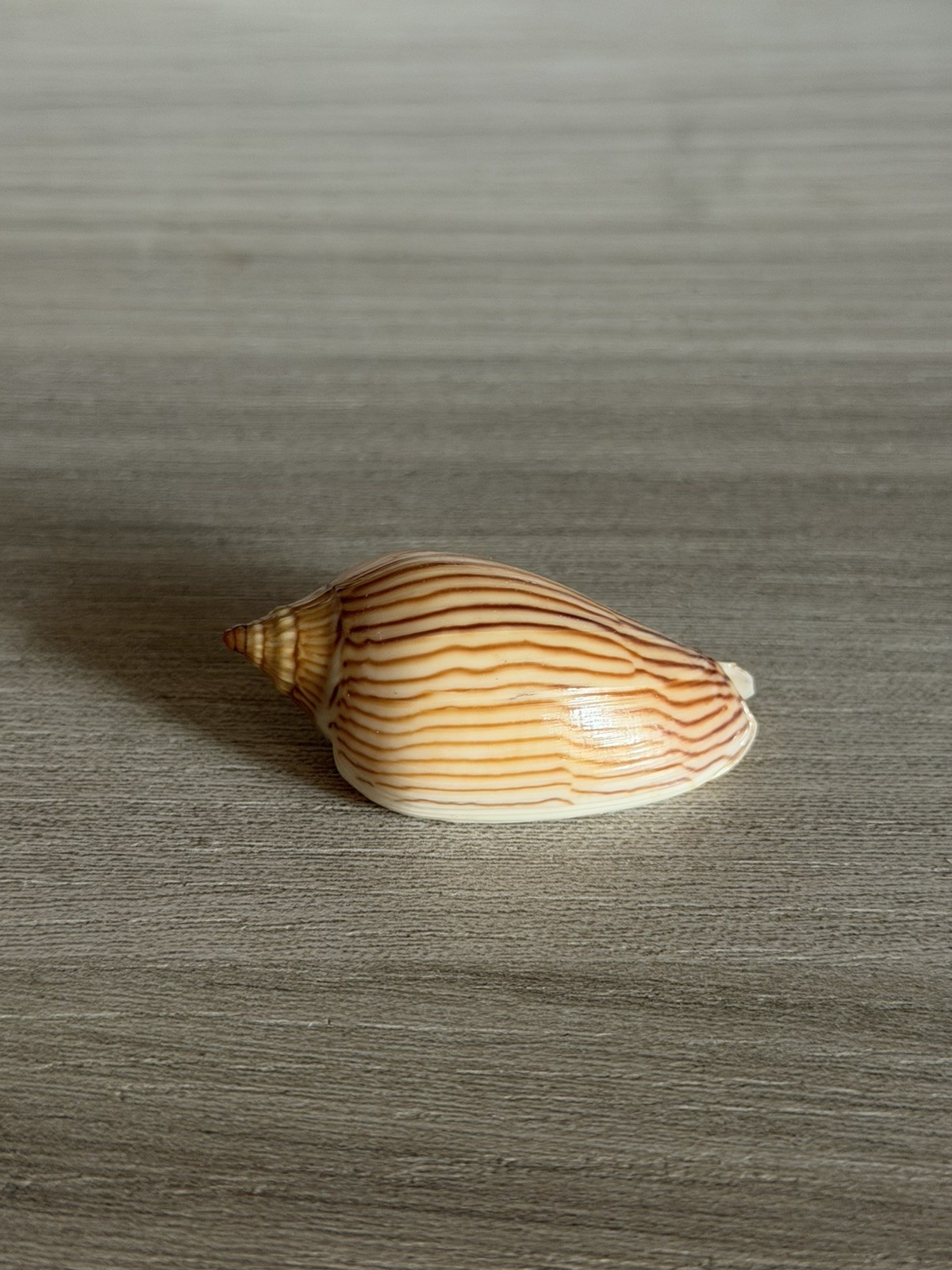 Voluta Amoria Zebra Lineatina, Volutidae, Australia 45mm Selected Seashell