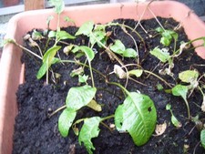 Horseradish roots or thongs - FIVE - 3 to 5
