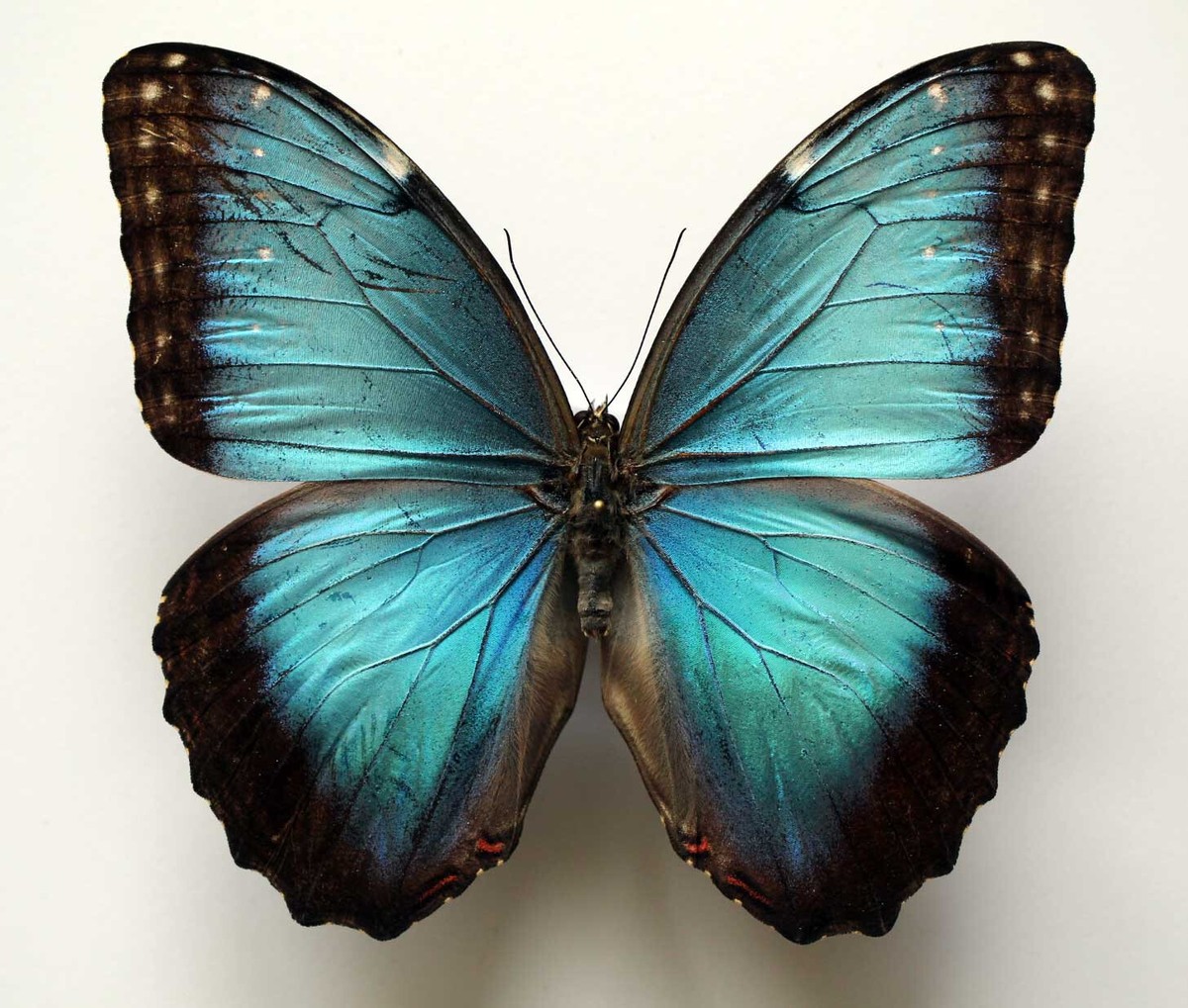 MORPHO HELENOR TABOGA - Specimen no 1 - set/spread specimen | eBay