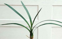 Artplants Deko BläTter Cymbidium Orchidee Aurica, Luftwurzeln, 70Cm