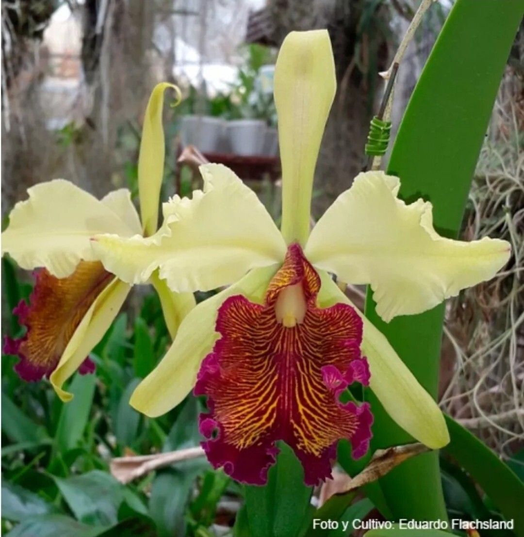 Cattleya dowiana fma aurea 'Net Dream' non bloom size rare orchid