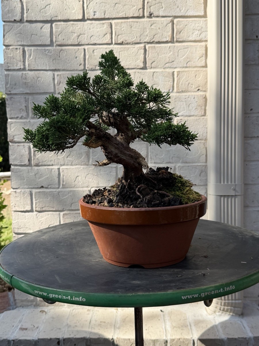 Bonsai Tree Kishu Shimpaku Juniper | eBay