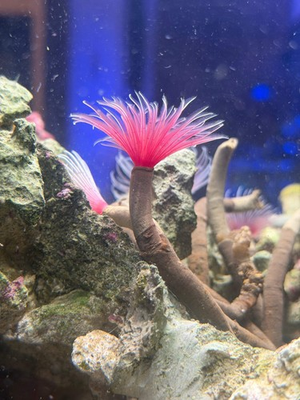 #ad Pink Feather Duster Live Saltwater Aquarium Invertebrate Reef Tank Aquarium $54.99
