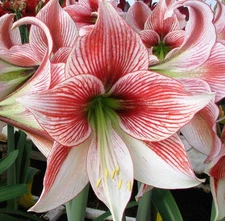 Easy to Grow Amaryllis Glee Plant Bulb Indoor Holiday Outdoor Zones 9-11