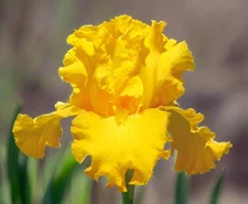 Blue Buddha Farm: Tall Bearded Iris 'Garden Time' – Sunny Yellow Iris | 35" Tall