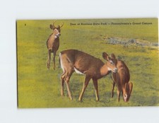 Postcard Deer at Harrison State Park, Pennsylvania's Grand Canyon, Pennsylvania