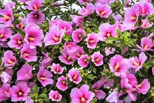 25 Dark Pink ROSE Of SHARON HIBISCUS Syriacus Flower Tree Bush Seeds *Flat Ship