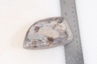 Petoskey Stone Fossil Coral Lapidary  7.5 oz. windowed rough lot P2 — photo 5
