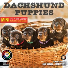 Dachshund Puppies 2026 Mini Wall Calendar | 12 Months | 7" x 14" Size