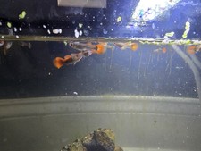 4 Dumbo Koi Red tail Guppies  3 to 4 mouth old Fish