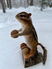 Chipmunk Taxidermy, Eastern Chipmunk Mount, Squirrel Taxidermy, Nature, Gift!