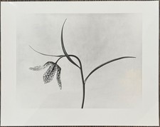 Karl Blossfeldt, Schachblume, Photographie aus dem Nachlass, Griffelkunst 2016