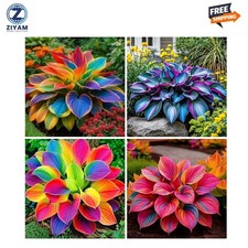 220 Mixed Color Hosta Seeds for Planting - Hostas Seeds Rare Perennial, Flower