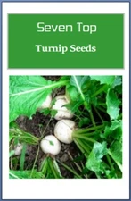 Seven Top Turnip Seeds: Fresh Heirloom, Non-GMO