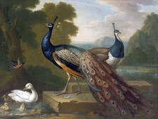 PEACOCKS Accent Tile Mural Kitchen Bathroom Wall Backsplash 8x6