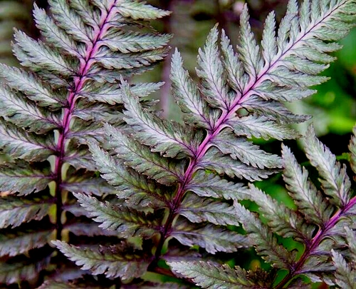 LADY FERN 'REGAL RED' 1000 SPORES (SEEDS*) FILIX FEMINA NIPONICUM, COLD HARDY